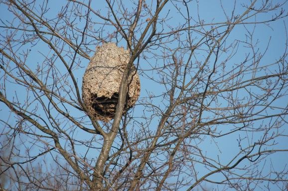 Frelon 2