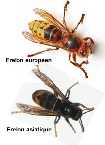 Frelons5